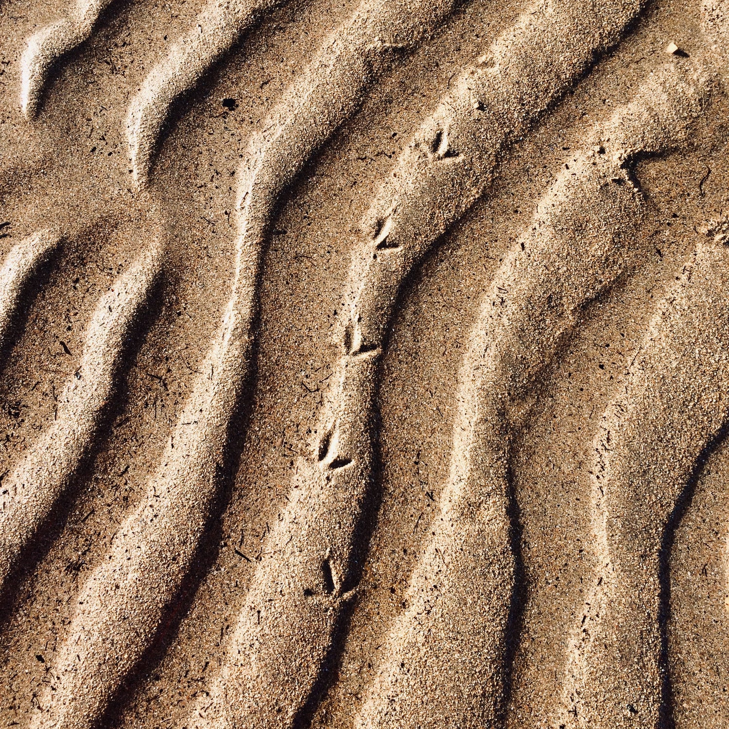 Bird footprints in the sand