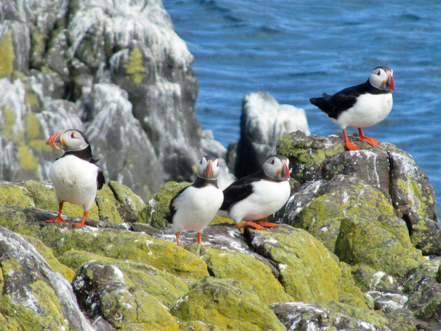 Puffins on the Isle of May