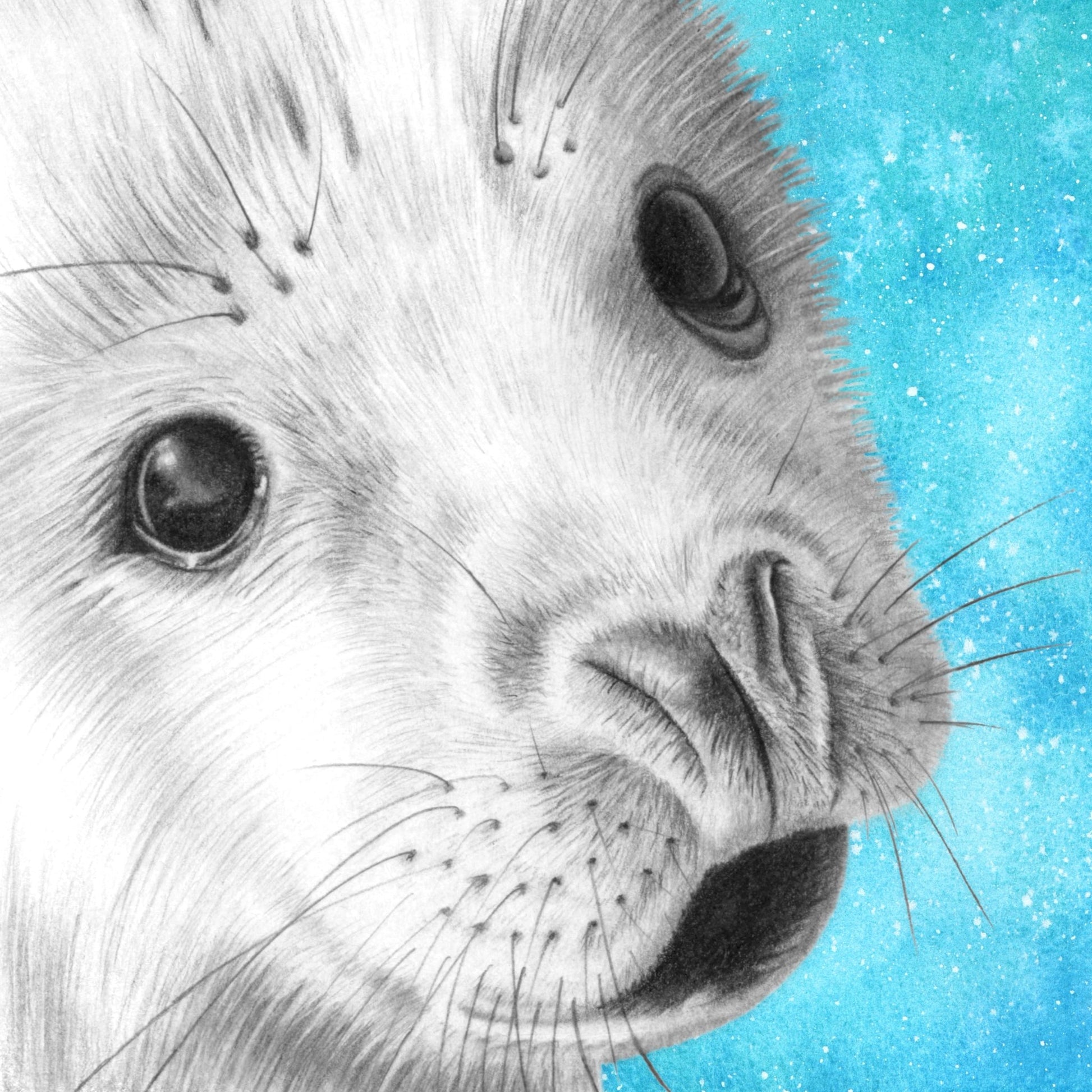 Baby Seal Drawing Print - Signed Giclée Pencil Wall Art - Wildlife Portraits - East Neuk Beach Crafts