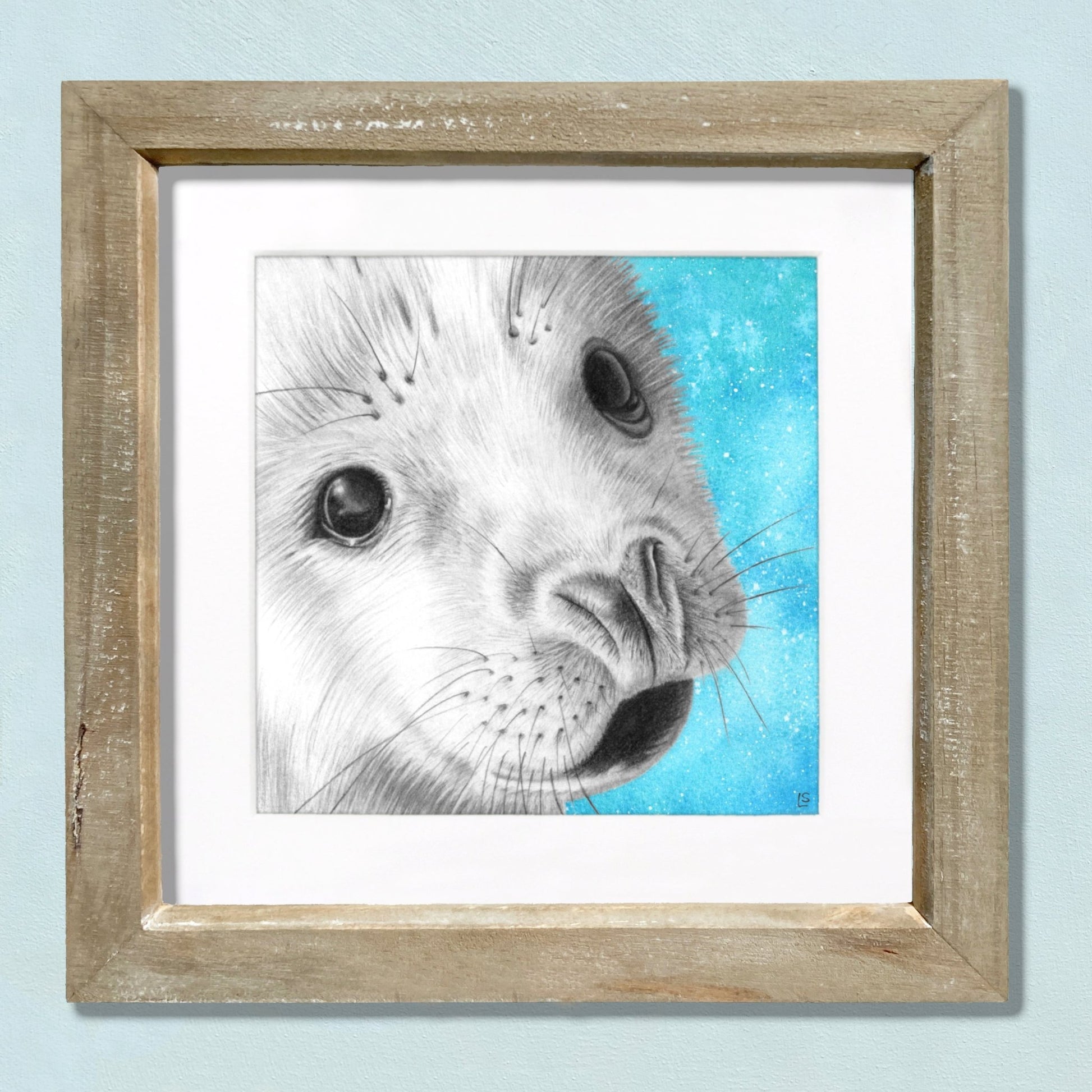 Baby Seal Drawing Print - Signed Giclée Pencil Wall Art - Wildlife Portraits - East Neuk Beach Crafts