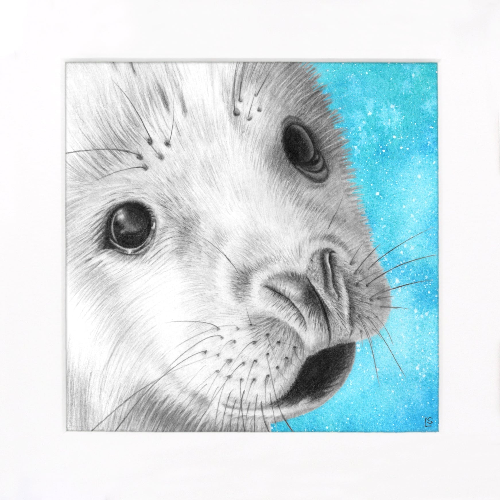 Baby Seal Drawing Print - Signed Giclée Pencil Wall Art - Wildlife Portraits - East Neuk Beach Crafts