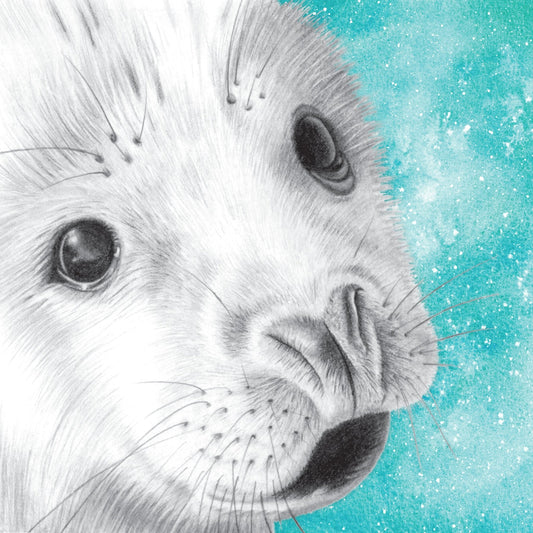 Greetings Card - Baby Seal Wildlife Portrait - Pencil Drawing - Seaside Art - East Neuk Beach Crafts