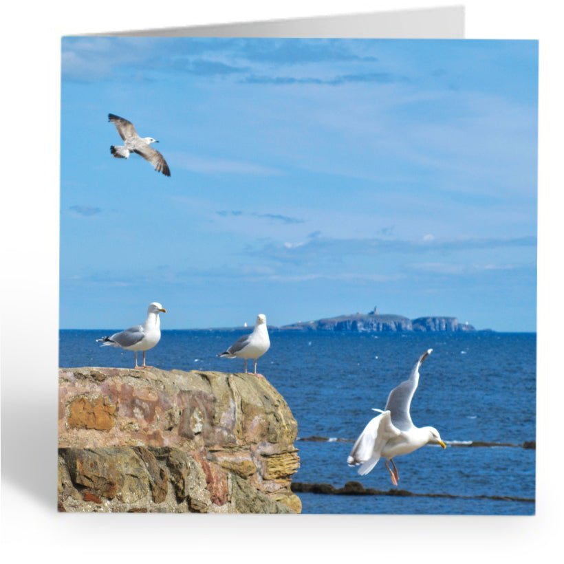 Greetings Cards (Pack of 5) "East Neuk of Fife Photos" - Seagulls, Cellardyke, Anstruther & Pittenweem - East Neuk Beach Crafts
