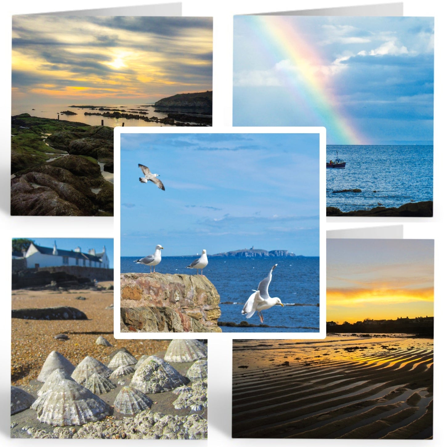 Greetings Cards (Pack of 5) "East Neuk of Fife Photos" - Seagulls, Cellardyke, Anstruther & Pittenweem - East Neuk Beach Crafts