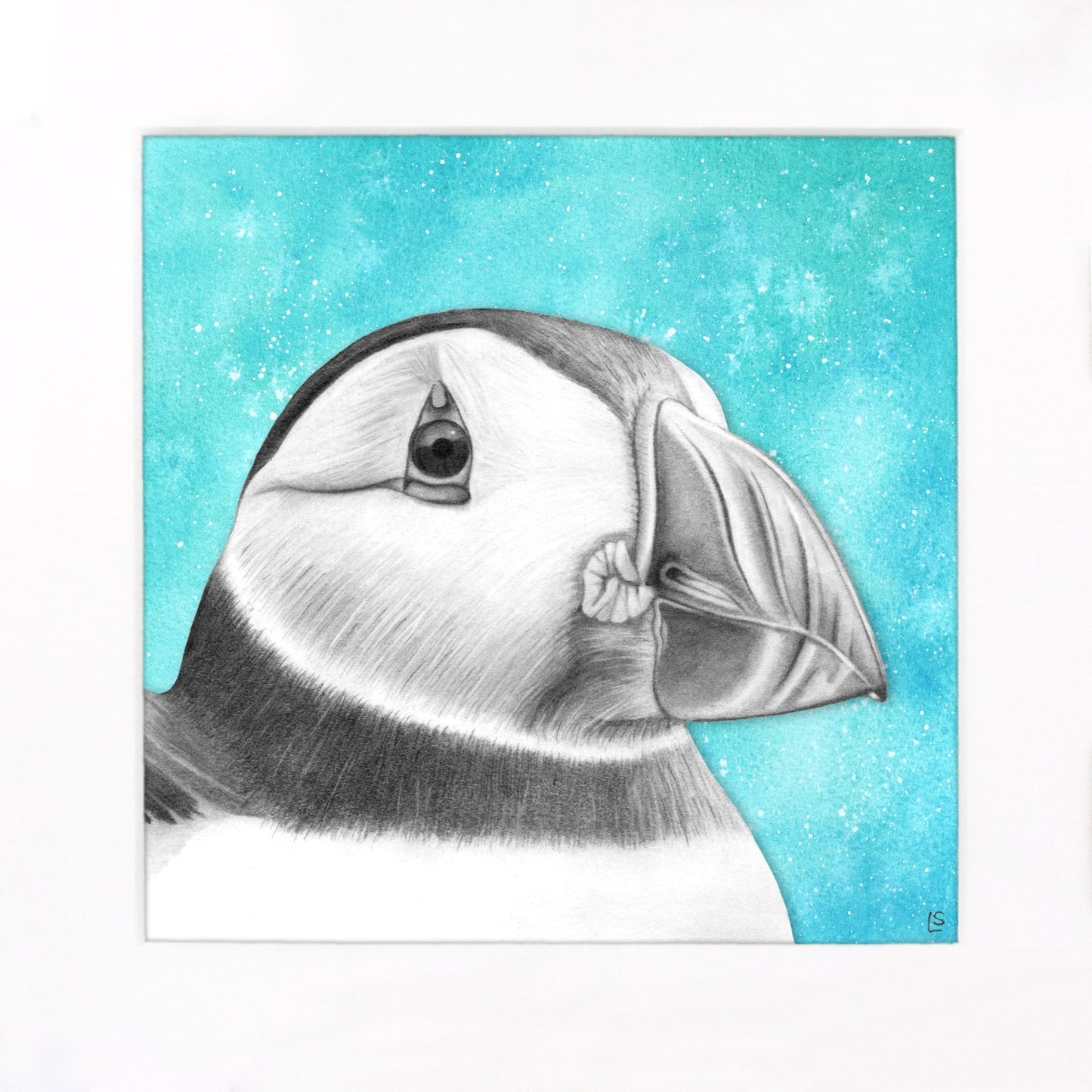 Puffin Drawing Print - Signed Giclée Pencil Wall Art - Wildlife Portraits - East Neuk Beach Crafts